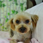 집에 버려진 귀남이, 그리고 <b>파양</b>, 두번의 아픔. 귀남이의 평생...