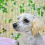 [도와주세요] 주인에게 방치되어 케이지 안에서 굶주리고 굶주린 <b>보보</b>..