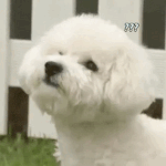 [EXO] 새호니가 <b>엑</b><b>쏘</b>엘은 돼지랫눈데