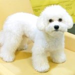 [EXO] 비비 강아지치고 진짜 <b>얌전</b>하다