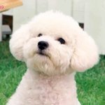 [EXO] 진심 쇼타임때 백현이가 타둘
