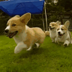 [댓글부탁해] 애완<b>동물</b>이나 귀여운<b>동물사진</b> 공유하자