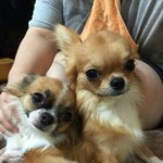 장모치와와 동구리와 순<b>도리</b>