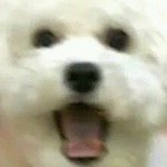 [EXO] 에리에리해 니뽄년이지 ㅅㅂ