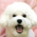 [EXO] 아이돌챔프다운받아애들아