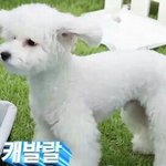 [EXO] 비비 <b>개</b>귀여운<b>사진</b>