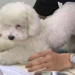 [VIVI] 비비 개<b>요염</b>