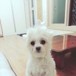 [뿌뀨] <b>기욤</b>이뿌뀨!!