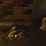 길고양이 밥 주는 사람들 때문에 스트레스받아요.