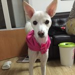 진돗개엄마+스피츠아빠