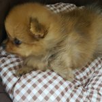 넘나이쁜 갈색<b>포</b><b>메</b> 알콩이~~ 안보면후회!!! 안구정화