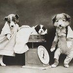 <b>CG</b>는 없던 100년전 동물사진