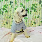 [도와주세요] 끔찍한 개장수의 뜬장에서 구조된 <b>태희</b>에게 사랑을 알려주세요..