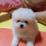 [댓글부탁해] 나 강아지 데려왔는데ㅠㅠㅠㅠ
