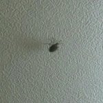 이거 <b>천장</b>에붙어있는데 무슨벌레같아ㅠㅠㅠㅠㅠㅠ?