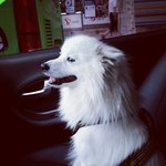 잠자는개 스피츠<b>열무</b>