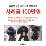 [강아지실종] 검정푸들 찾아요(<b>가평</b>에서 잃어버렸어요)