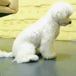 [EXO] 근데강아지는 지들이그냥가만히서잇기만해도