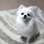 [강아지] 우리 집 막내 화이트포메 박<b>보리</b>