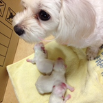 [화가납니다] (견주와 만남) (추가)  저희개가 (여름이) 다른개에...