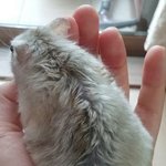 얘들아 우리집 <b>햄스터</b>가이상해ㅠㅜㅜㅠ