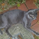 빨리빨리미나리공원에 <b>러블</b>이 주인찾습니다.