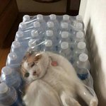 너넨 <b>읽씹</b>이 더 싫어 안<b>읽씹</b>이 더 싫어?