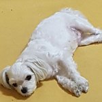 <b>짱아</b> 출산