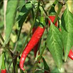 [방탄소년단] (본보야지) ((방금 봄ㅎ..