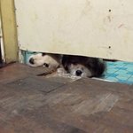 바깥 세상이 궁금한 반려<b>견들</b>