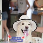 [내사랑졸리] <b>크림색</b> 골든리트리버 졸리의 동네마실 이야기