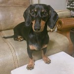 [닥스훈트] 우리집 개 여름이_3