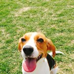 천사비글 <b>밀크</b>가왔어요~ 2탄