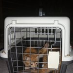 [고양이] 어미없는 환경에서도 잘 버텨준 치즈 아가냥이 몽이 안아주실...