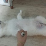 [강아지] 스피츠 볼리<b>아리</b> 여름나기~