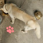 [도와주세요] 집근처 강아지가 너무 말랐어요(+추가)