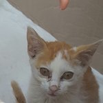 [고양이] 안락사와 다리절단중 고민하던 아가...결국(사진포함)