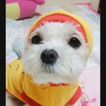 [EXO] 울집 강쥐도 귀엽지