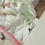 [댓글부탁해] 우리집에 방금 <b>벌레</b> 들어왔는데...