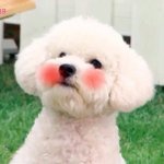 [EXO] 새삼 느낀건데 유느가 대통령하면 <b>청렴</b>한나라 될 듯