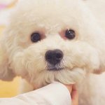 [EXO] 비비 덕후될거같음;