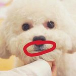 [EXO] 난 강아지 이부분이너무좋음