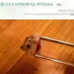 [EXO] 햄스터는 불쌍한데 <b>주인</b>놈 말하는게