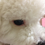 얘 <b>개청</b>순하지않음???