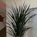 [수호] 파인애플 며니