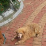 호흡기질환 노령견과 <b>이민</b>이 가능할까요..