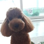 귀염둥이 <b>푸들</b>..ㅋ
