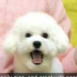 [EXO] 미친 무1도 주나 개무서워