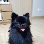 검정<b>포</b><b>메</b> 콩이 성장일기(7) 부제: 우리콩이 신랑구해요