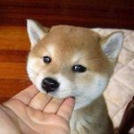 [ㅋㅋㅋㅋㅋ] 애플트리 악플 다 <b>PDF</b>캡쳐 확보 했고 신고함ㅇㅅㅇ